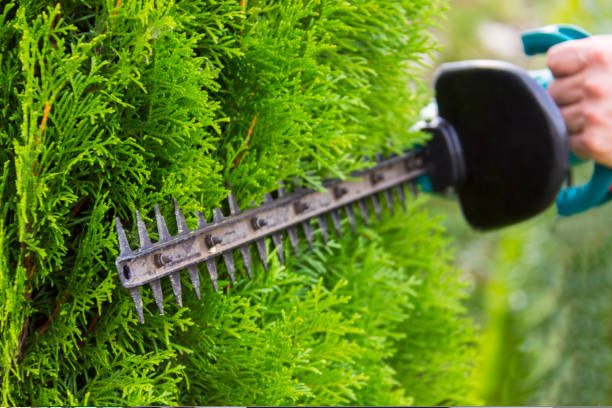 Hedge trimmers